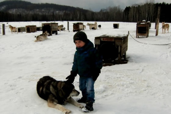 Lou Maxime Massie, 4, pets one of more than 70 dogs at Chiens Traineaux de la Petite-Nation in Quebec.